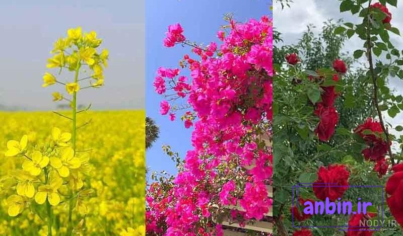 عکس گل محمدی برای پروفایل &rdquo; 2024 غنچه و بازشده در طبیعت زیبا در رنگ صورتی -  گـُـ✿ـلـی مُــــב