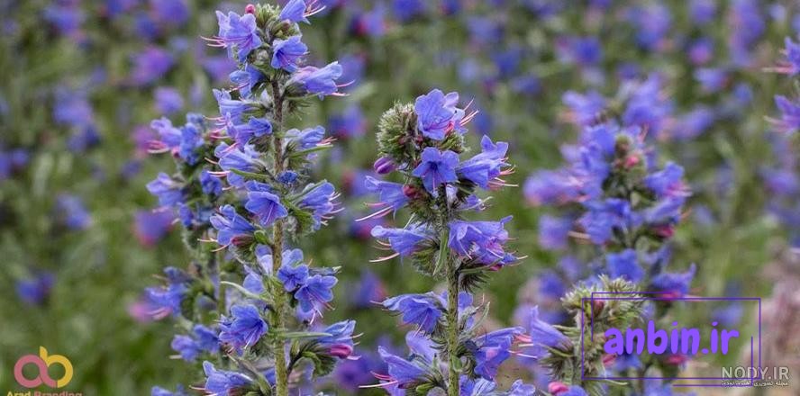عکس: گل گاوزبان؛ معجزه دارویی