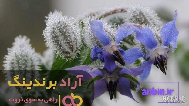 عکس گیاه گل گاو زبان کوهی