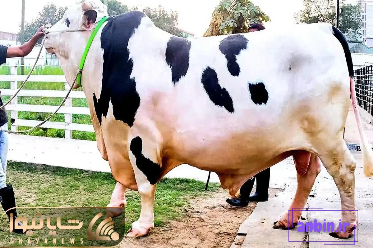 گاوهای خوشگل؛ زیباترین گاو دنیا که با اندام خال خالی حسابی دلبری میکنه تو  دشت و دمن
