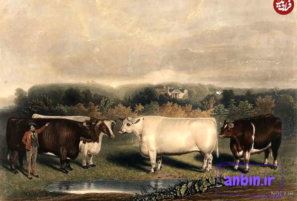 عکس نقاشی گوسفندان با کیفیت بالا