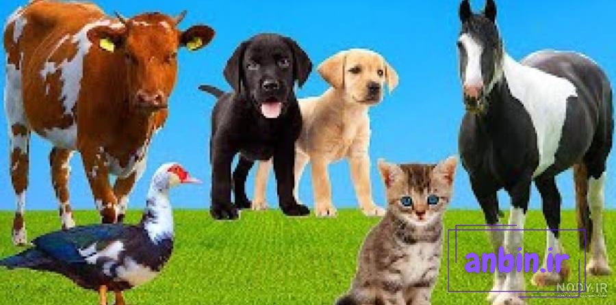 مجموعه حیوانات مزرعه با گاو گاو نر اسب مرغ مرغ خروس خوک بز گوسفند اردک  بوقلمون خرگوش الاغ و غاز 1383150