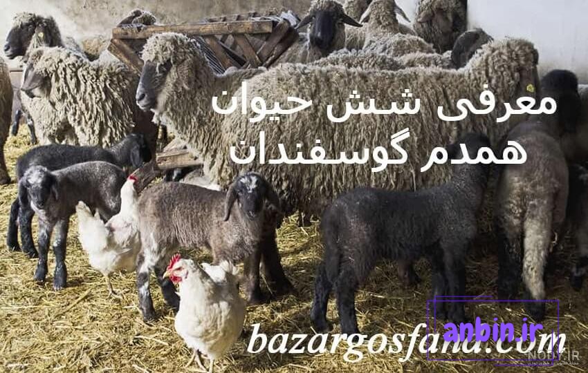 وکتور حیوانات مزرعه-گاو -گوسفند-اسب -الاغ-مرغ و خروس-اردک-بوقلمون-گربه  -سگ-فایل کورل